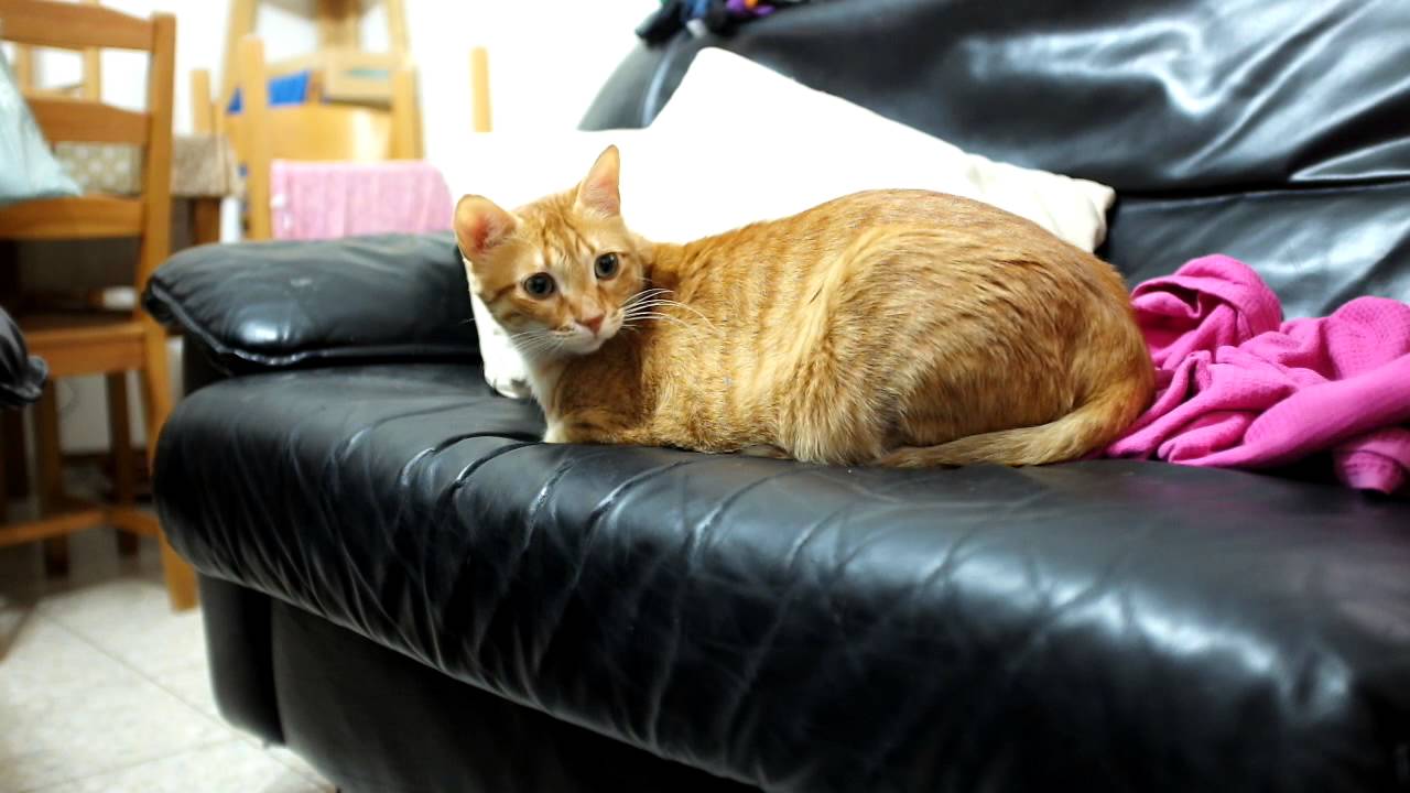 A cat that doesn't like the vacuum