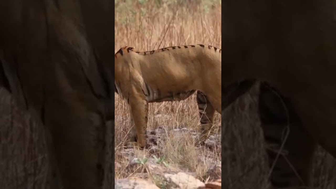 Stripless Tiger 😱 | Tiger is known for strips but this is stripless tiger at Tadoba Tiger Reserve