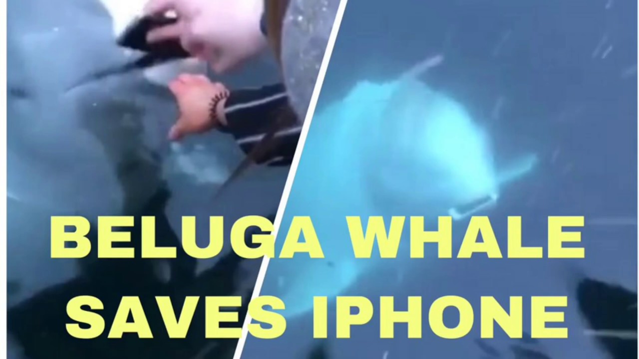 BELUGA WHALE PICKED UP THE PHONE AND DELIVERED TO THE 😮