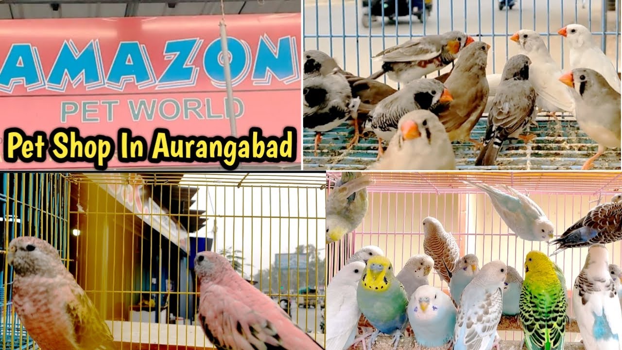 Amazon Pet World Aurangabad || Exotic Polutary Birds and Animals || Aurangabad Series EP 02 ||
