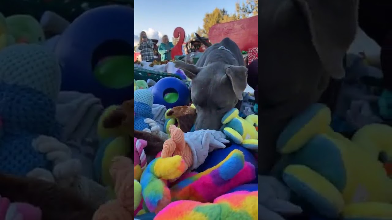 LIVE 🎅🏼 Santa’s sleigh filled with toys for dogs at Best Friends Animal Sanctuary’s Dogtown 🎁