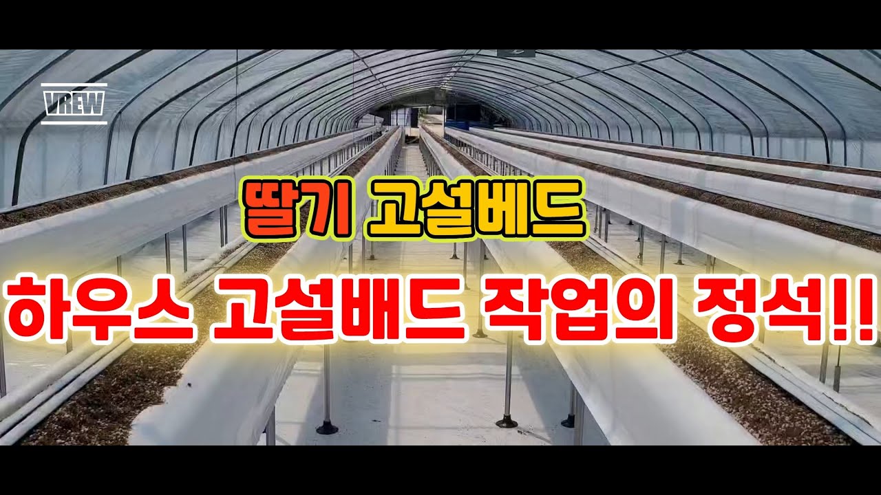 하우스 딸기 고설배드 작업의 정석!!