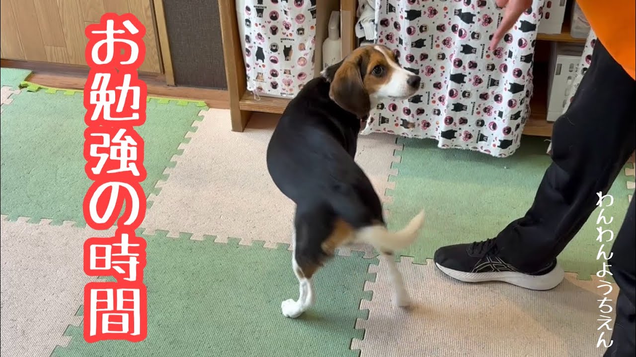 【犬の幼稚園】お家でも簡単にできるよ！！