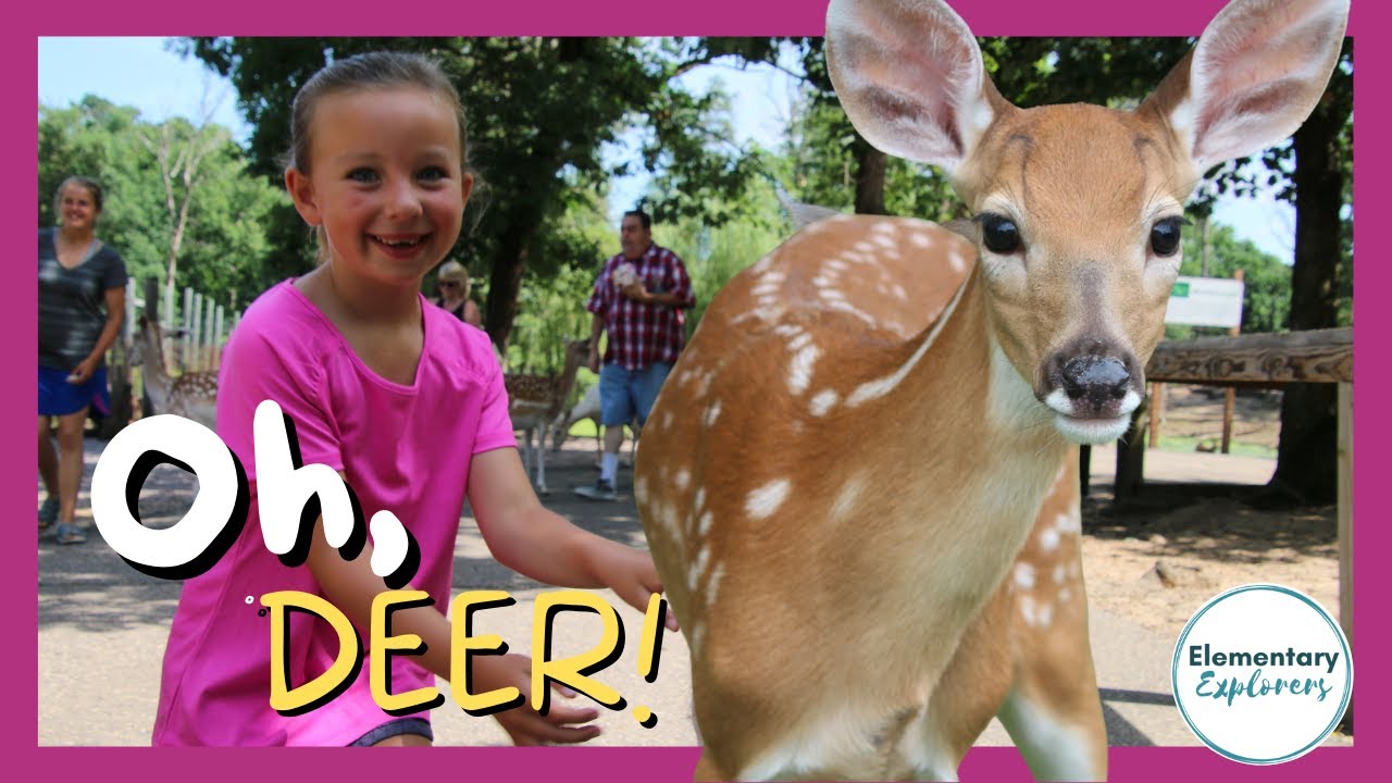 Hand Feeding the Deer - Wisconsin Deer Park - Fun in Wisconsin Dells - Wisconsin