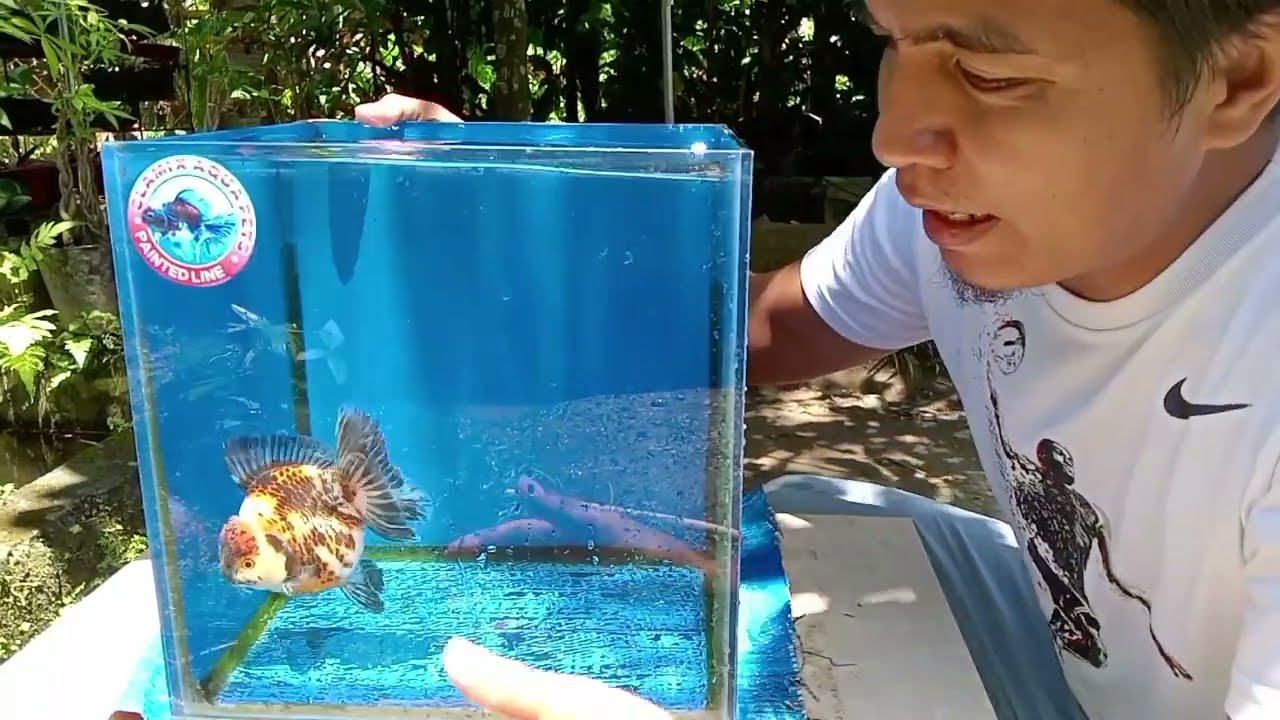 Selecting and selling quality goldfish #tips #tutorial
