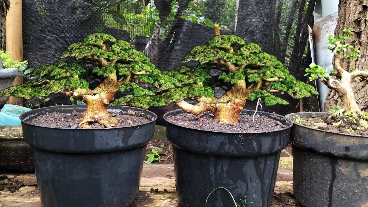 Jadi bonsai juara! Bonsai Sancang naik pot diangkat dari ground