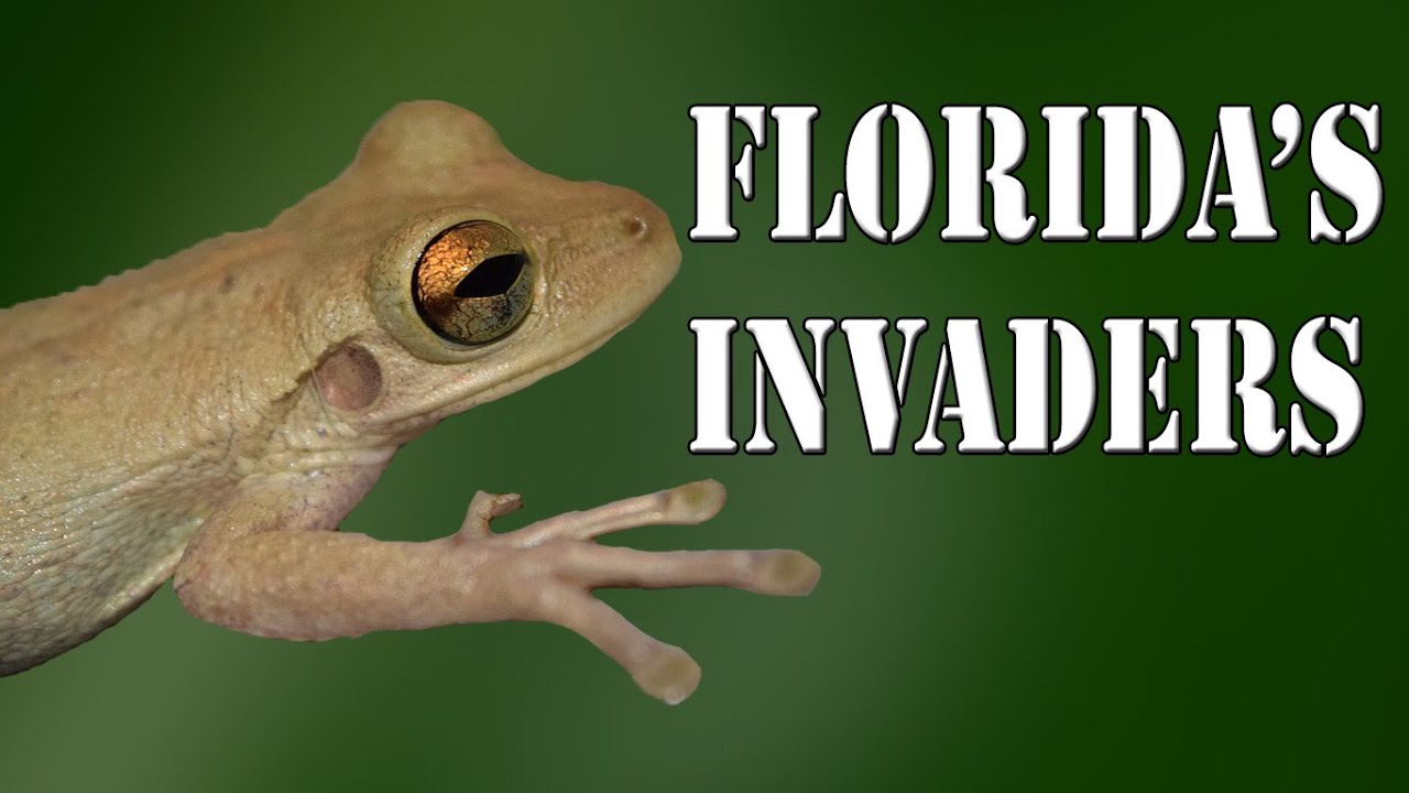 Florida's Cuban Tree Frog Invasion