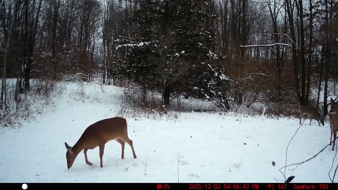 deer n more deer.