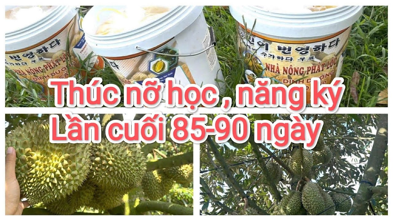 Thúc trái cấp tốc nỡ học , nặng ký lần cuối chuẩn bị bán cho có năng suất 