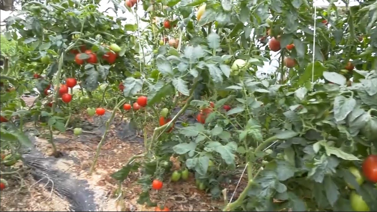 TV Telemark - ORGANSKA PROIZVODNJA POVRĆA NA IMANJU ROMANDIĆA 06 09 2023