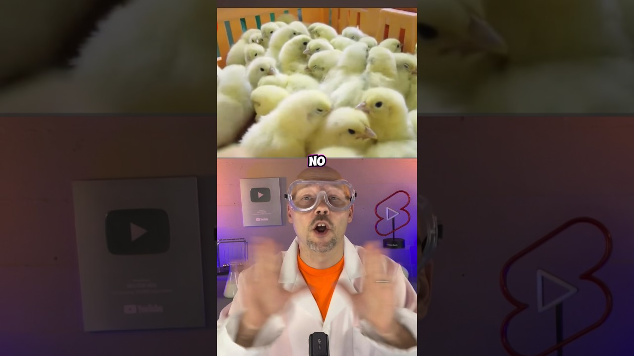 How chicken McNuggets are made
