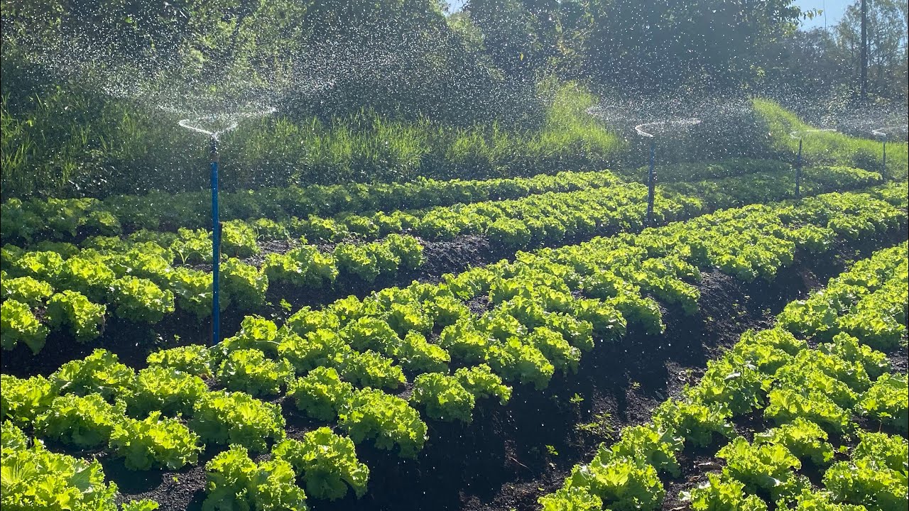 NOSSA IRRIGAÇÃO POR GRAVIDADE