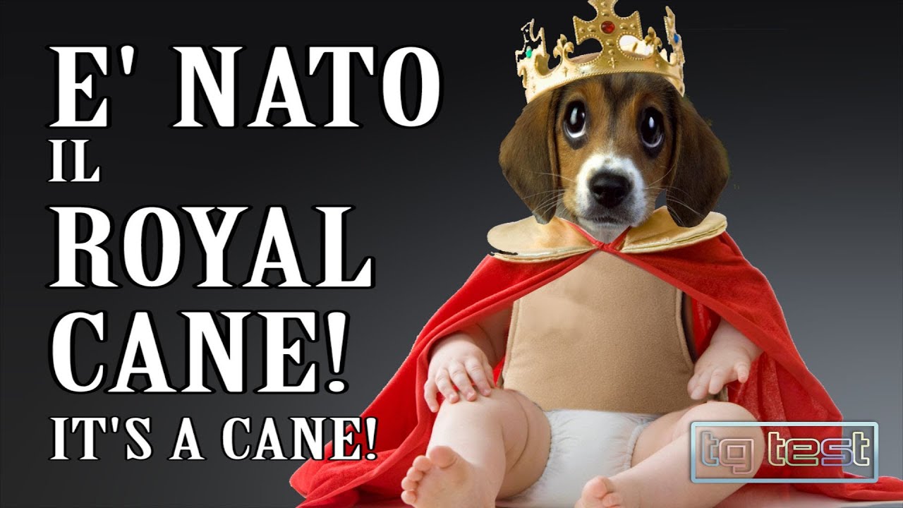 Tg Test è nato il Royal Cane #mailroyalcanestabene parodia Royal Baby