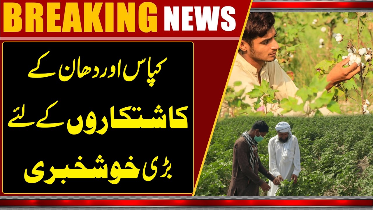 Big Relief for Cotton and Rice Farmers! Major Good News for Growers | Breaking News | WaqtNews HD