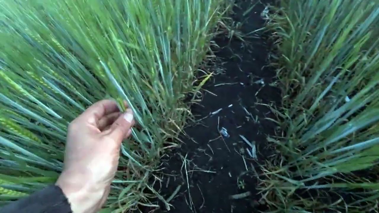 посевы без пахоты в 23 году.подсолнечник нсх 8003 ячмень эйфель нсх сангай .результат покажет бункер