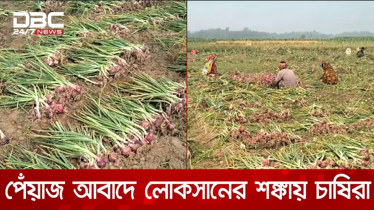 পেঁয়াজ আবাদ করে লোকসানের শঙ্কায় মেহেরপুরের চাষিরা | DBC NEWS