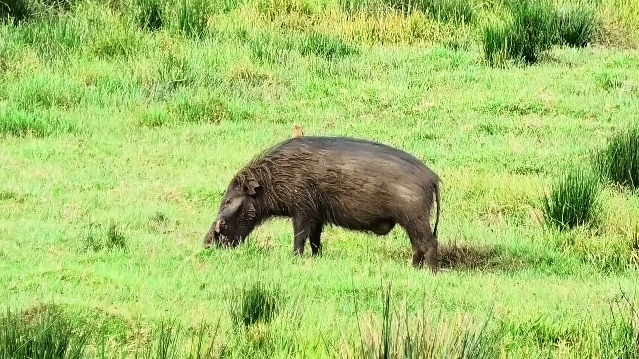 Giant Forest hogs at the Ark, Aberdares