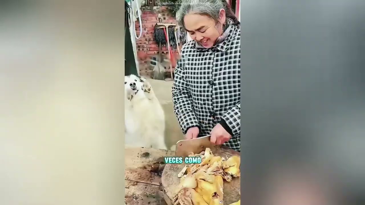 A los perros les encantan los camiones de helados#funnyshorts #pets #love #cute 