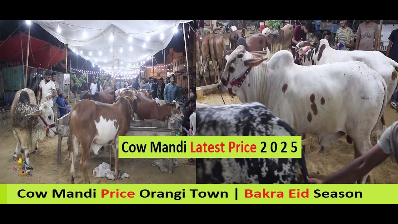Cow Mandi Price Orangi Town | Bakra Eid Season 2025 | Cow Mandi 2025