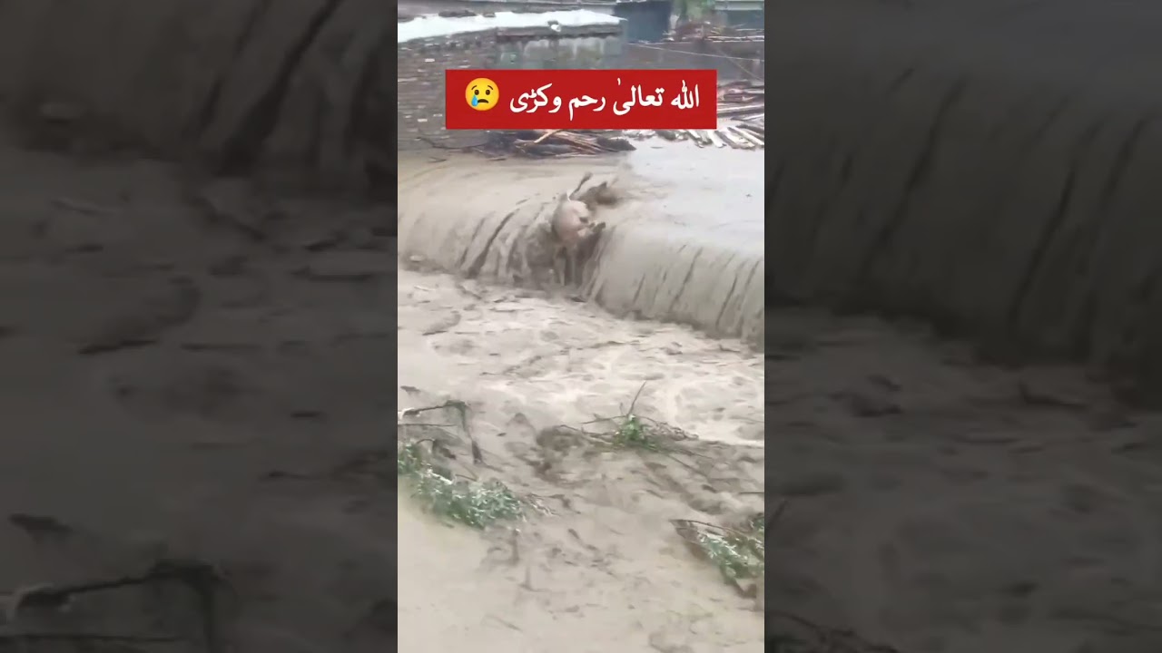 Swat Flood  2025 #Swat #kpk #flood #buner #rain #cloudburst