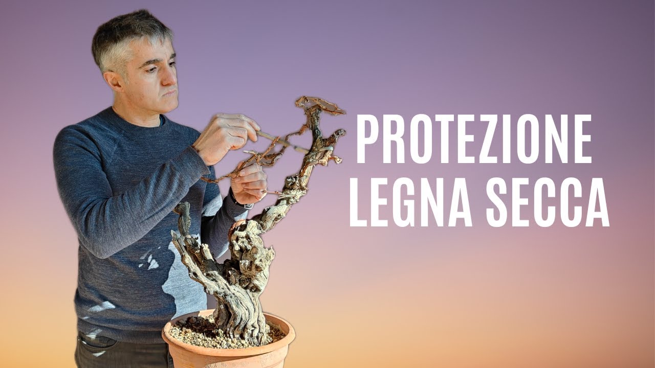 COME PROTEGGERE le parti di SECCO NEL BONSAI