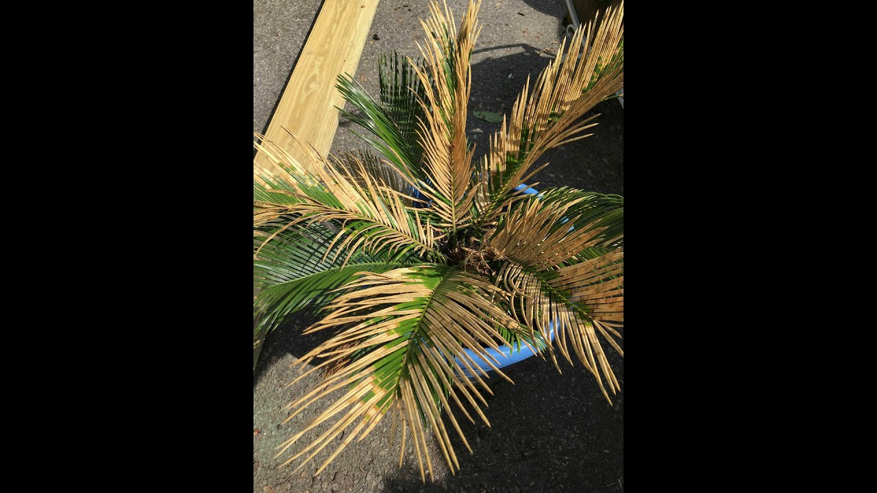 Why is My Sago Palm Turning Yellow - How to Treat By Removing It?