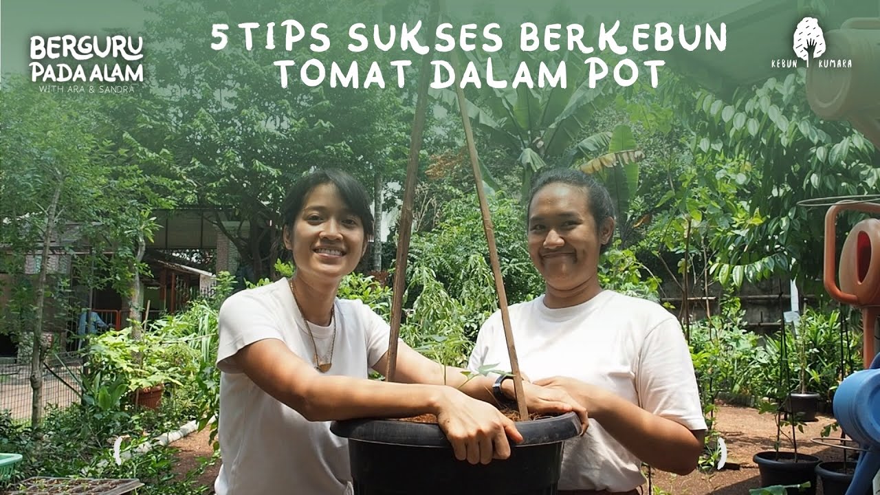 5 TIPS SUKSES BERKEBUN TOMAT DALAM POT