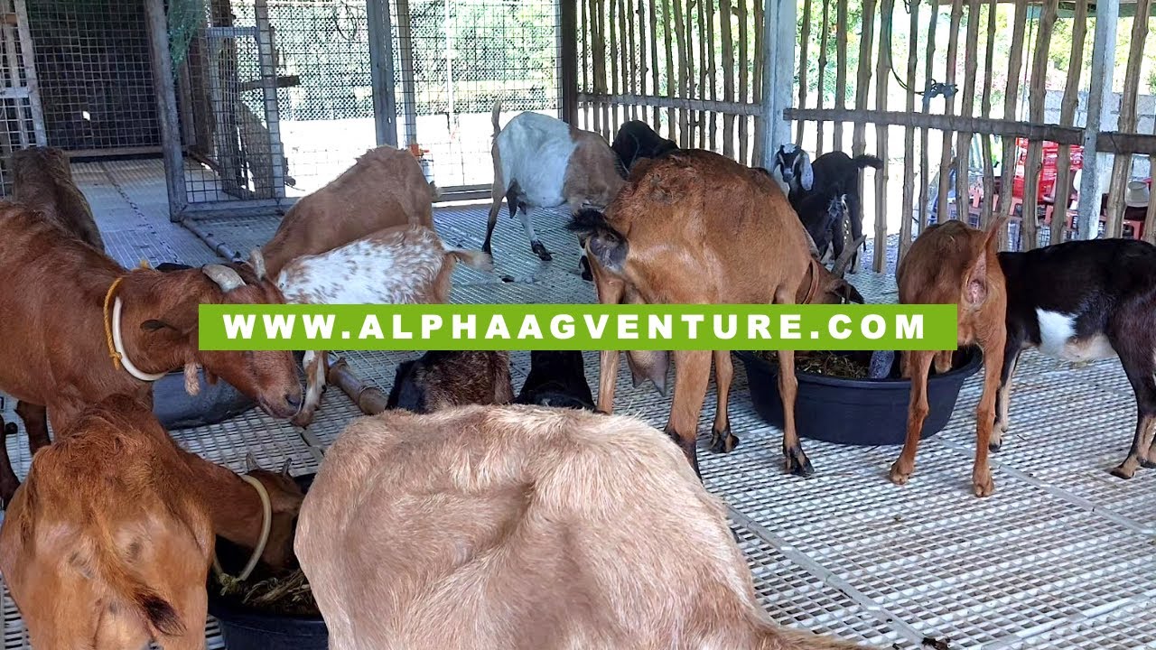 Paano Malalaman If Buntis ang Kambing If Hindi Mo Ito Naaktuhan na Nasampahan?