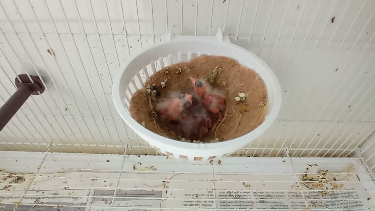 Breeding season 2022. Update on Greenfinches and muling pairs.