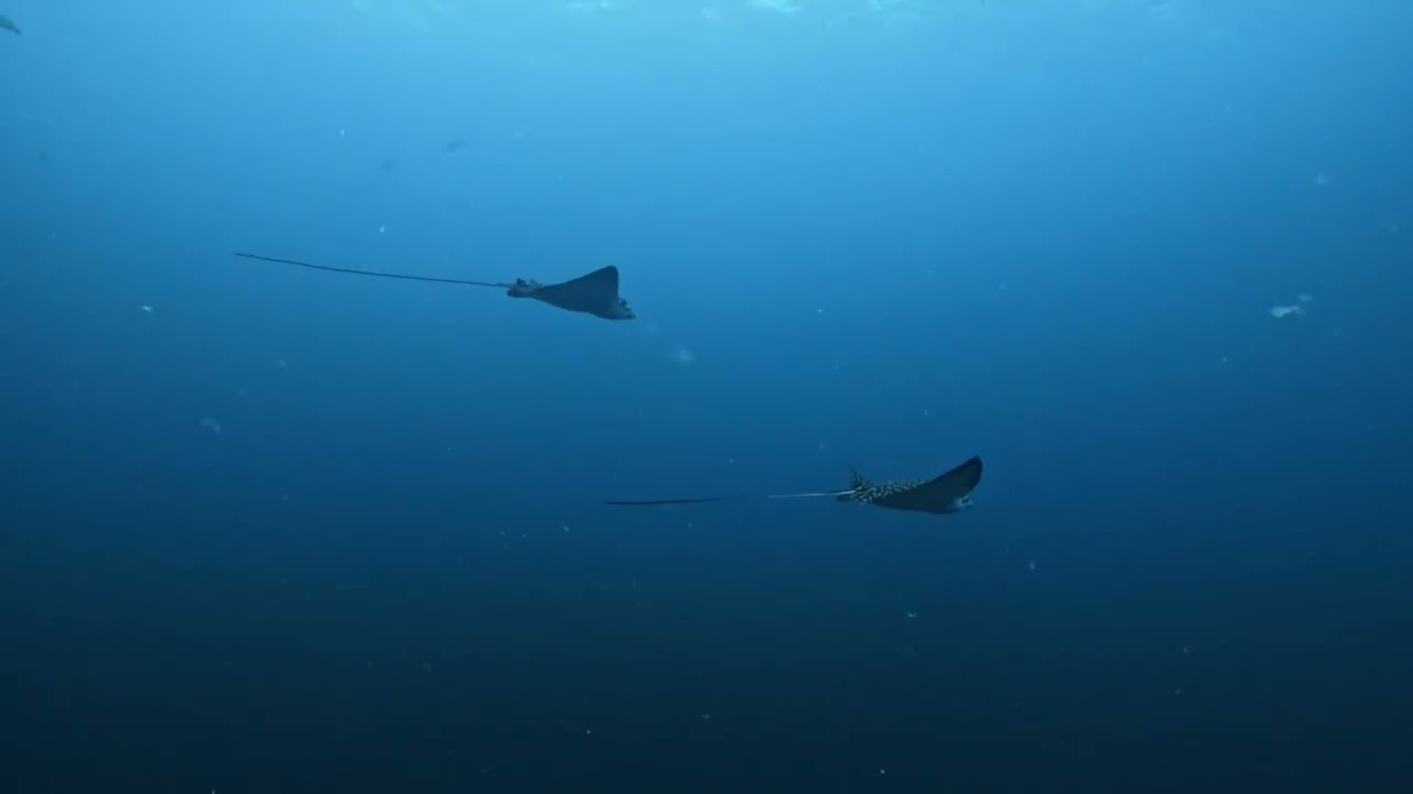 Bull Shark Diving in Bat Islands / Islas Murci&eacute;lagos #rebreather #bullshark @rocketfrogdivers6888 