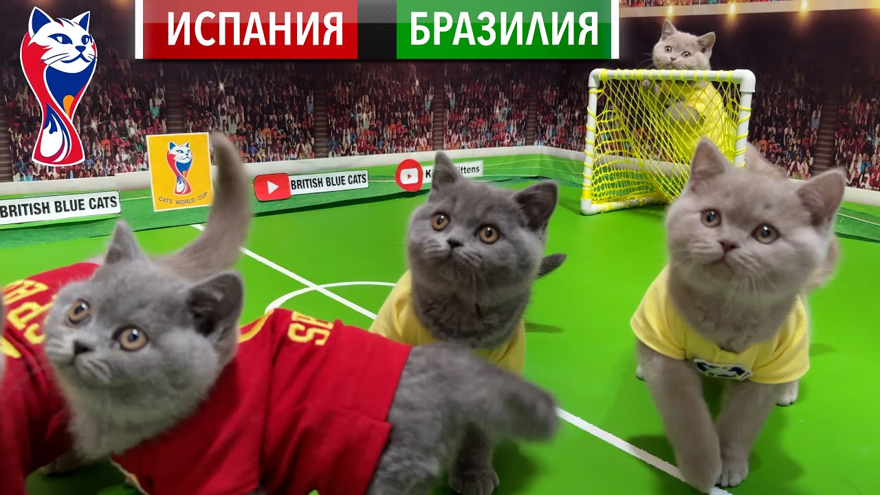 33 КОТЁНКА - Котята рвут футбол! Испания🇪🇸 VS🇧🇷 Бразилии! 🐾⚽ Чемпионат мира среди котят 2025 😻🔥