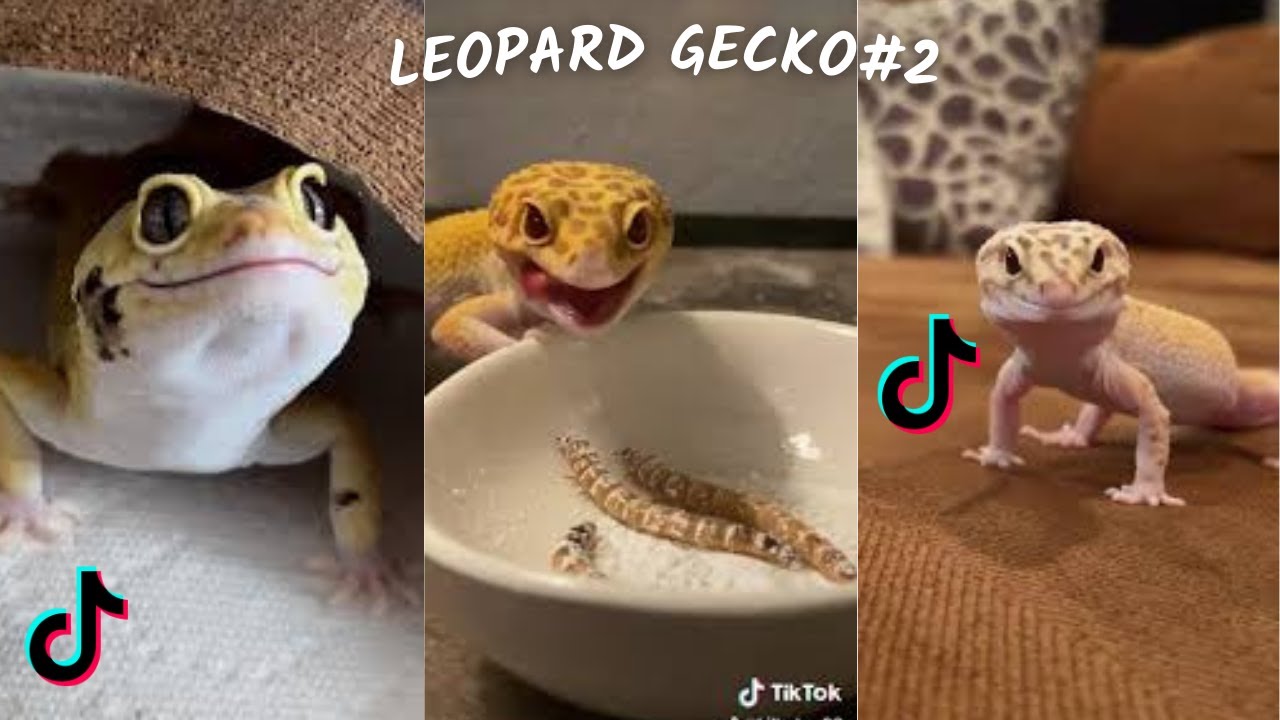 Funny Leopard Gecko / TikTok & İnstagram Compilation  2023 4K   PART 2