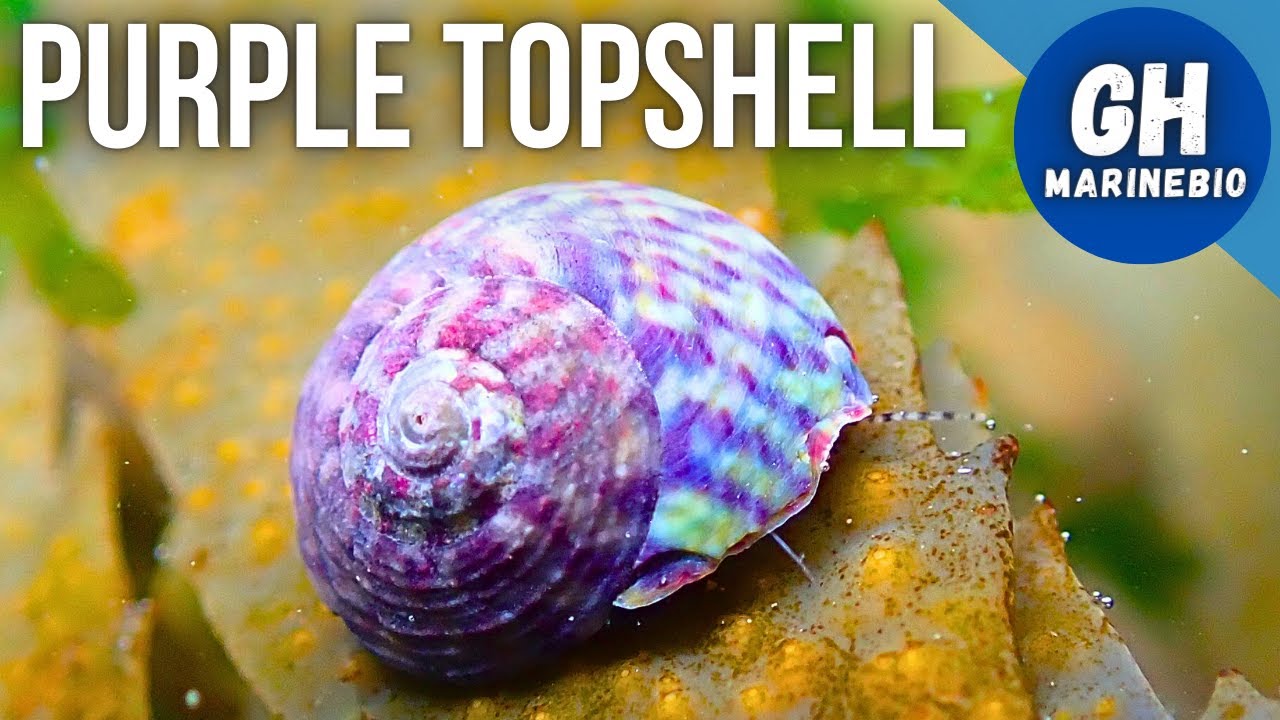 Species Spotlight - Purple topshell (Steromphala umbilicalis)