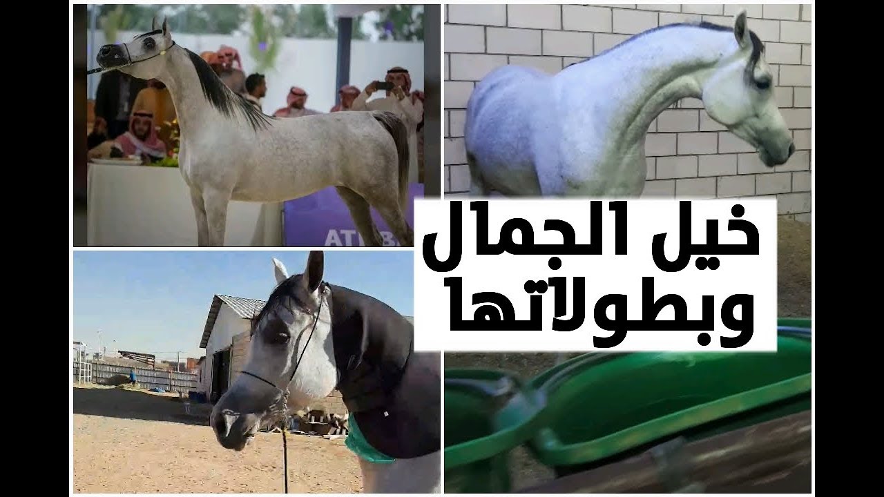 تجهيز فرس لبطولات جمال الخيل العربية والاكشن اثناء التدريب ومعلومات عامة حول البطولات