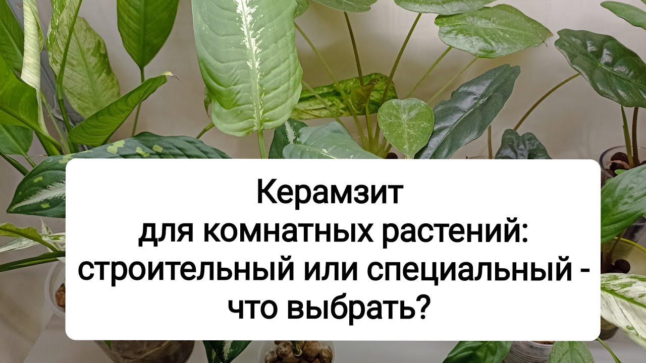 Керамзит для комнатных растений: строительный или специальный - что выбрать?