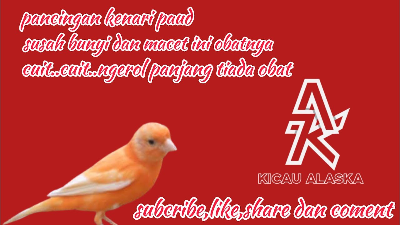 PANCINGAN KENARI#004 