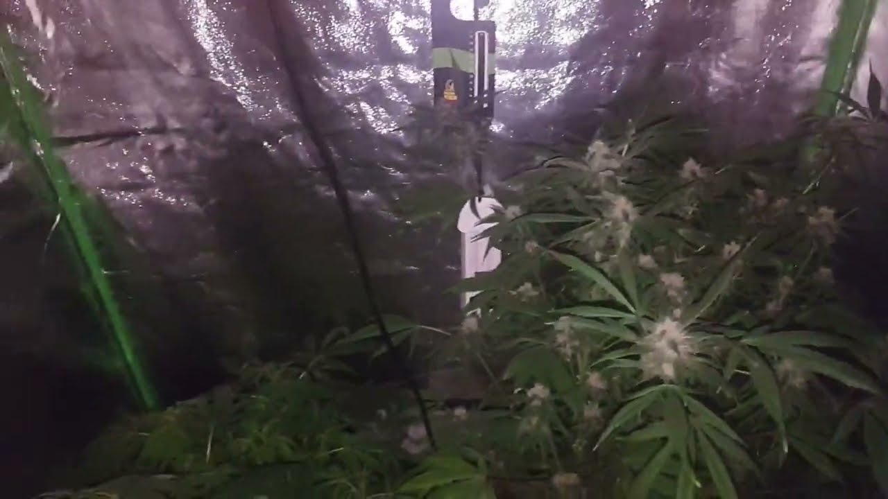 DWC GROW CRITICAL PLUS AND DARK DEVIL XL