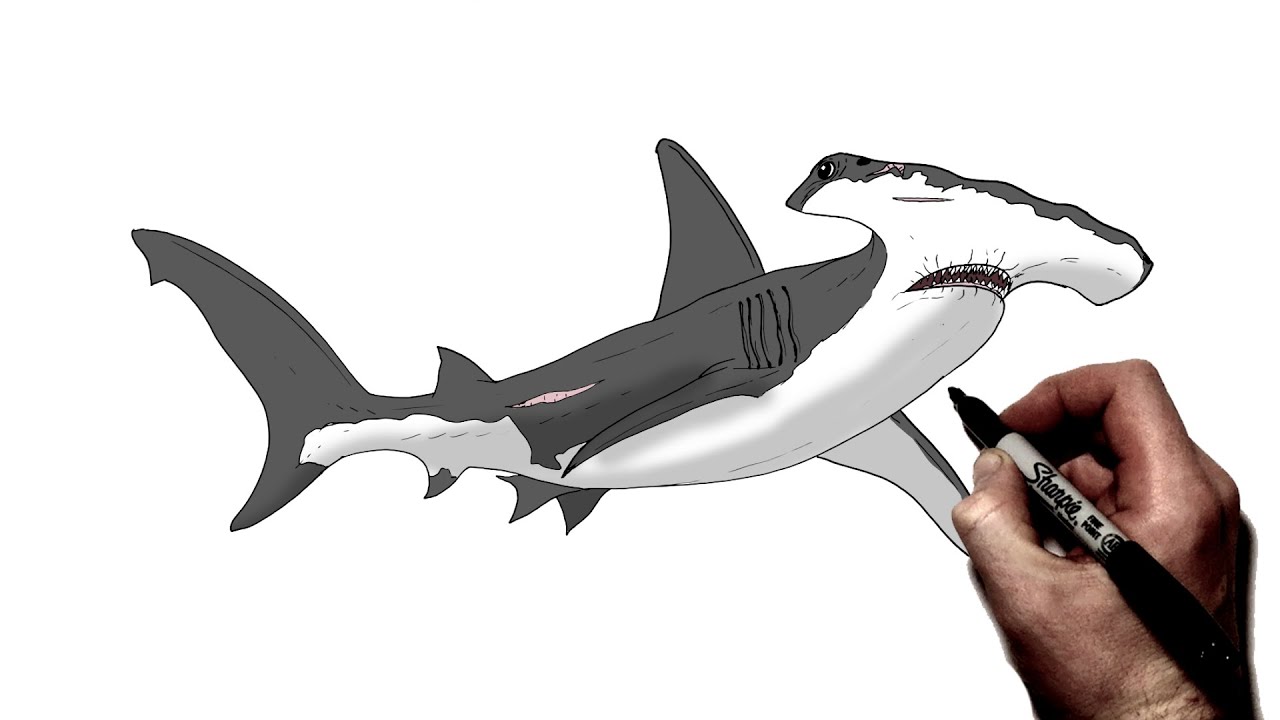 How to Draw A Hammerhead Shark | Step By Step