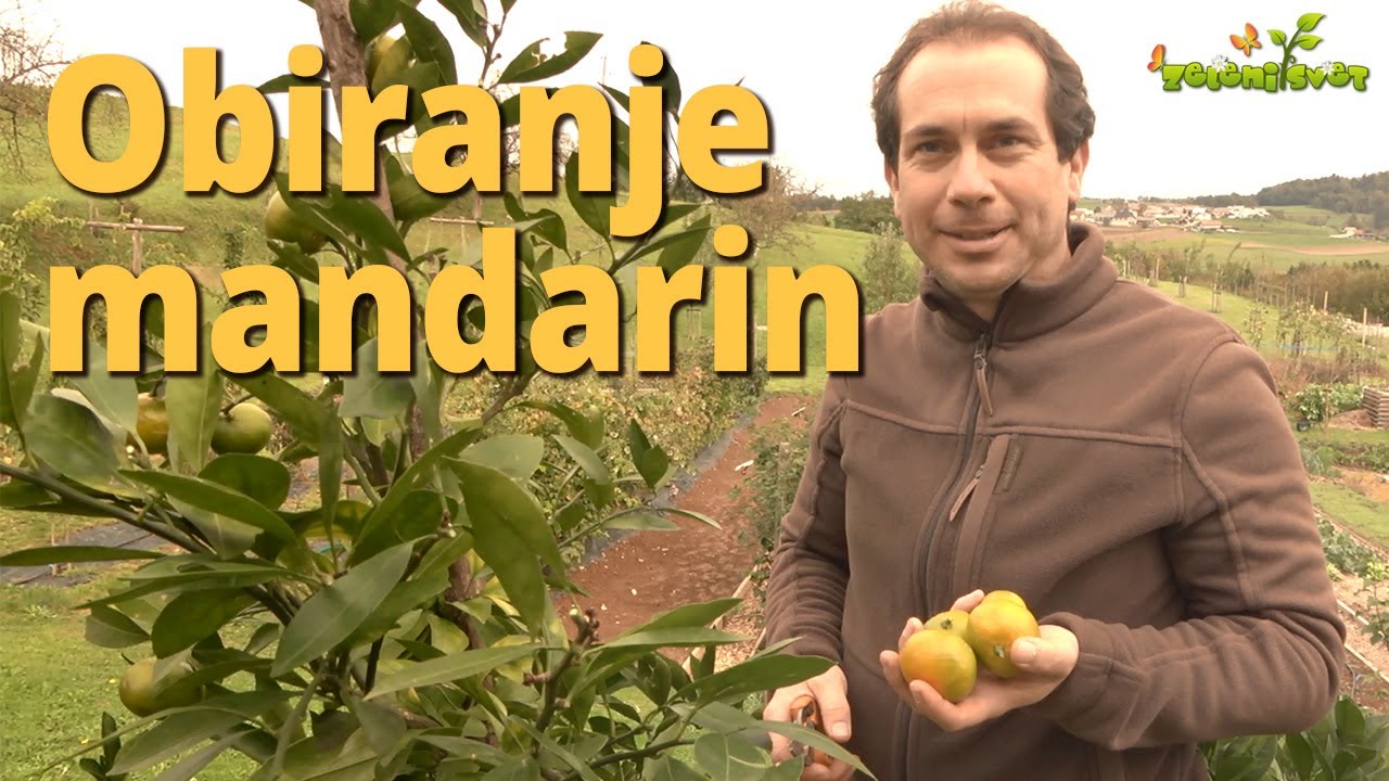 Obiranje mandarin v Sloveniji