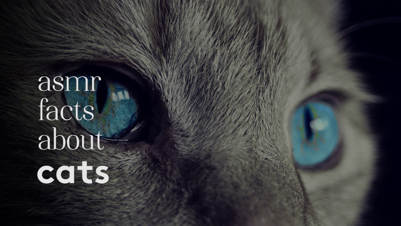 [ASMR] Ear to Ear Whispered Facts about Cats