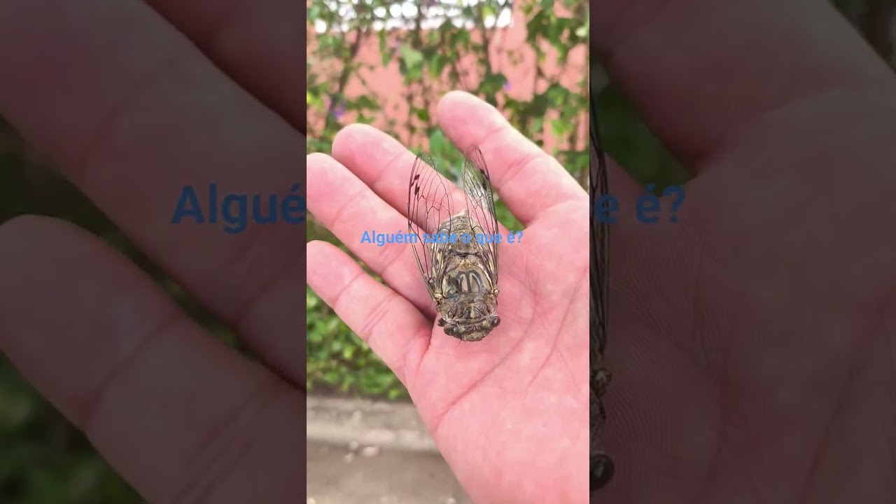 Inseto ex&oacute;tico: #natureza #final