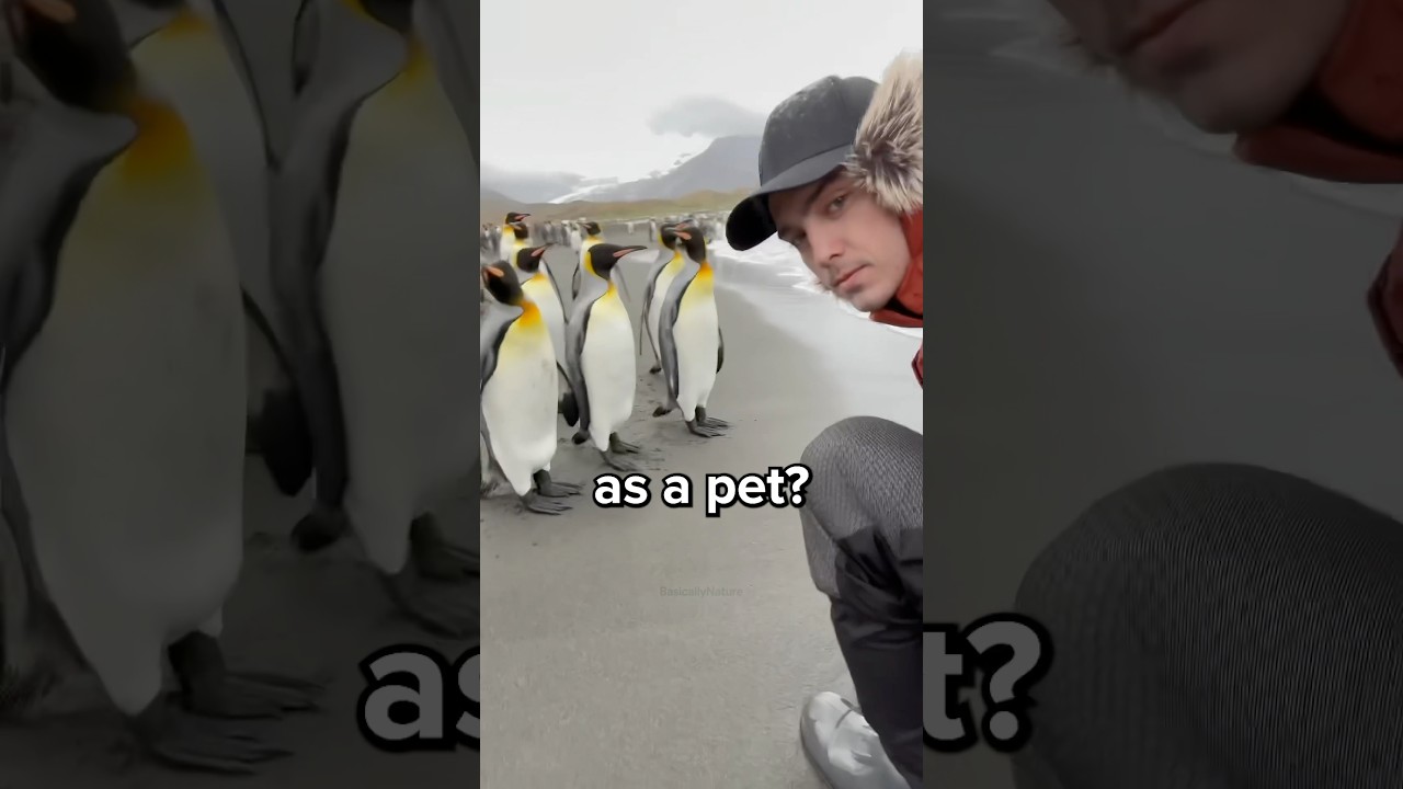 Can You Have a Penguin as a Pet? 😳