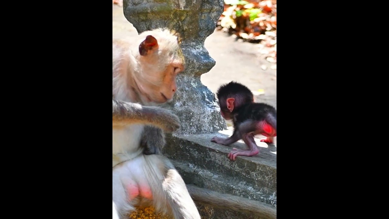 Lovable mini baby trying to walking