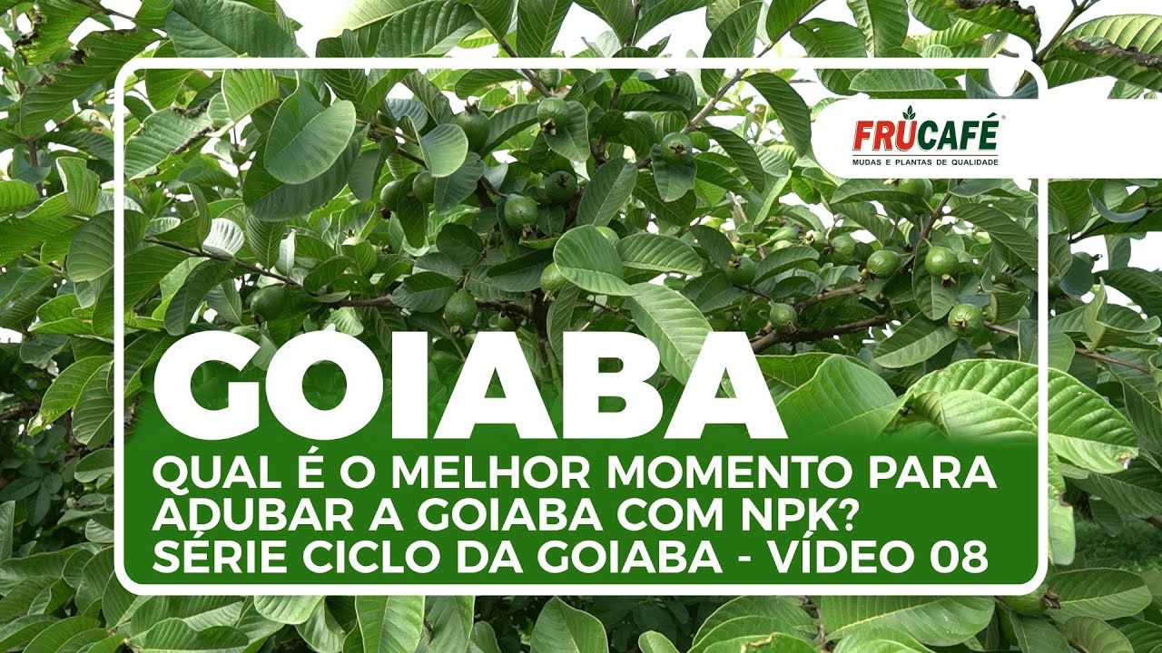 Qual é o Melhor Momento para Adubar a Goiaba com NPK? Série Ciclo da Goiaba - Vídeo 08