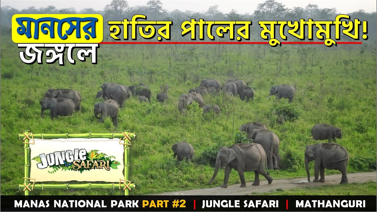 Whole Day Jungle Safari | Manas National Park | Mathanguri Forest Bungalow | Wildlife of Manas