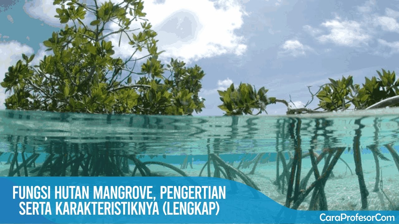 Fungsi hutan mangrove, Pengertian serta karakteristiknya lengkap