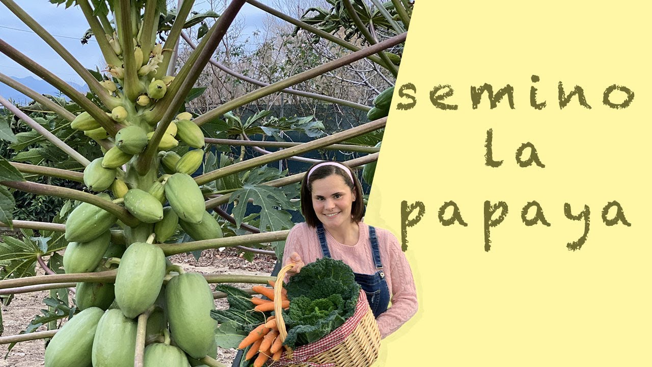 SEMINA della PAPAYA