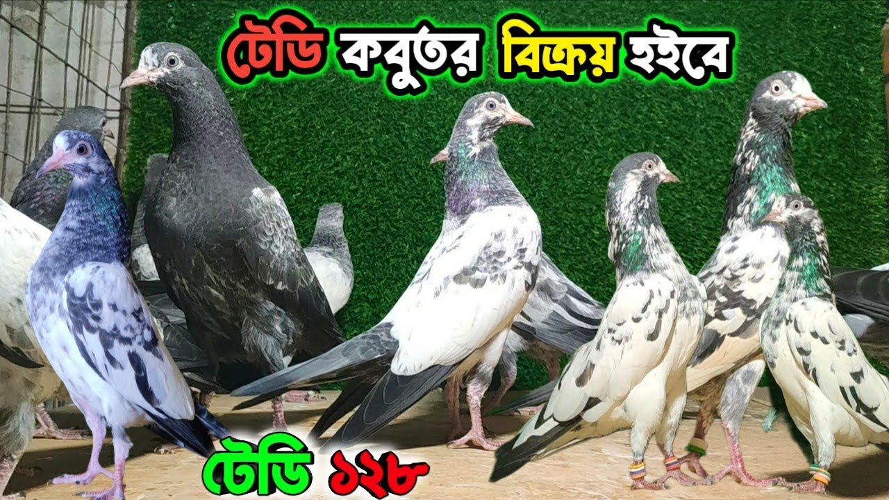 টেডি ১২৮ কবুতর বিক্রয় হইবে | কম দামে কবুতর কিনুন | pigeon price in bd | teddy pigeon in bangladesh