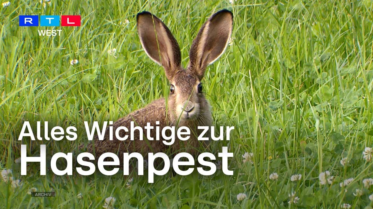 Infektion mit Hasenpest - Frau aus dem Münsterland litt unter seltener Krankheit | RTL WEST