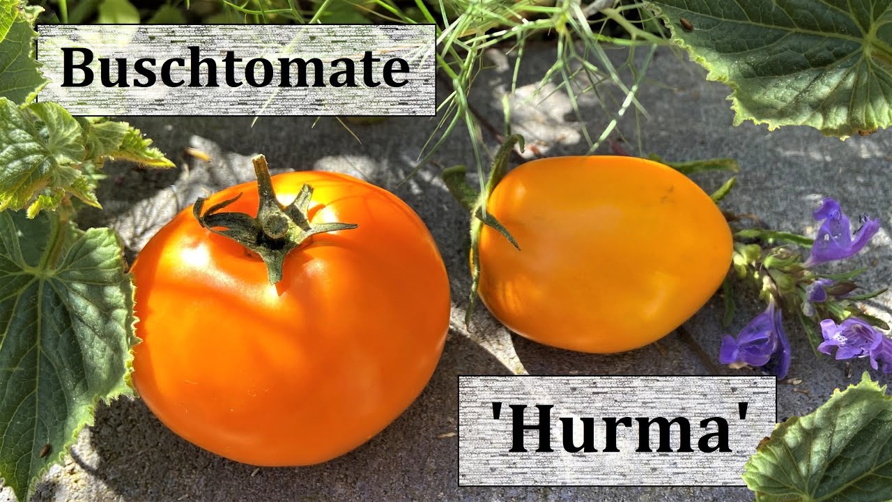Buschtomate 'Hurma' (Kaki) - Fleischtomate für Garten & Balkon! Eine Lieblingssorte 2020